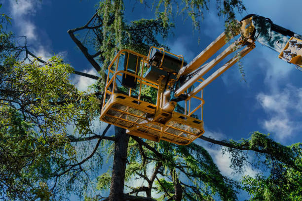 How Our Tree Care Process Works  in Wimauma, FL